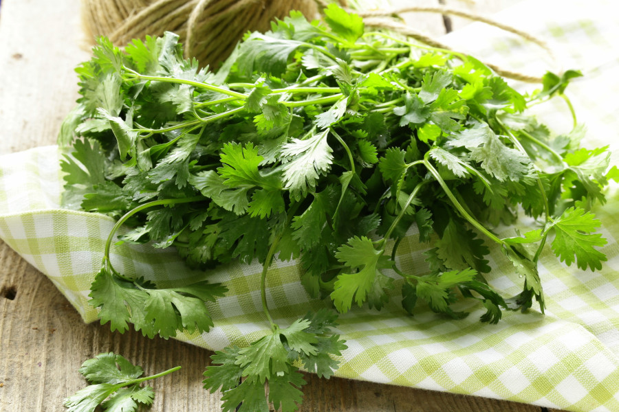 coriander-cilantro-maintanos-koliandros
