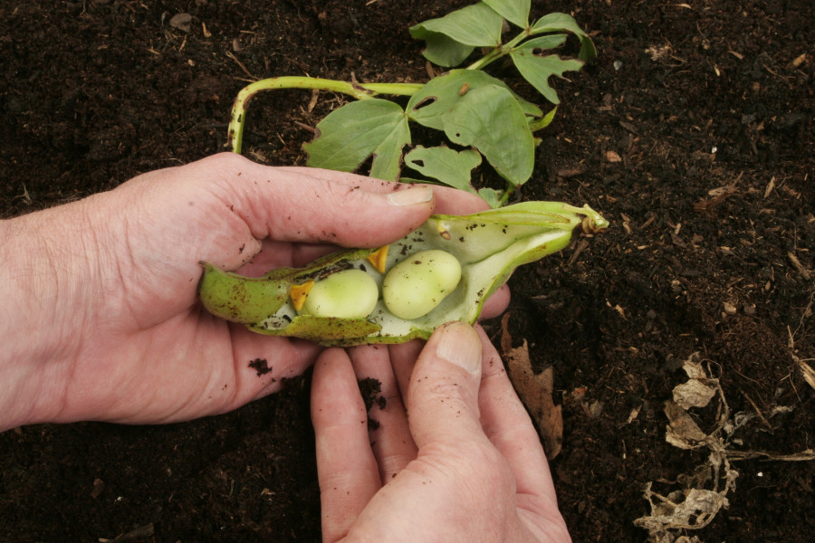 Broad-Beans-koukia