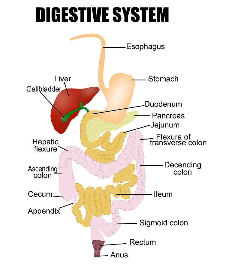 Digestive-System
