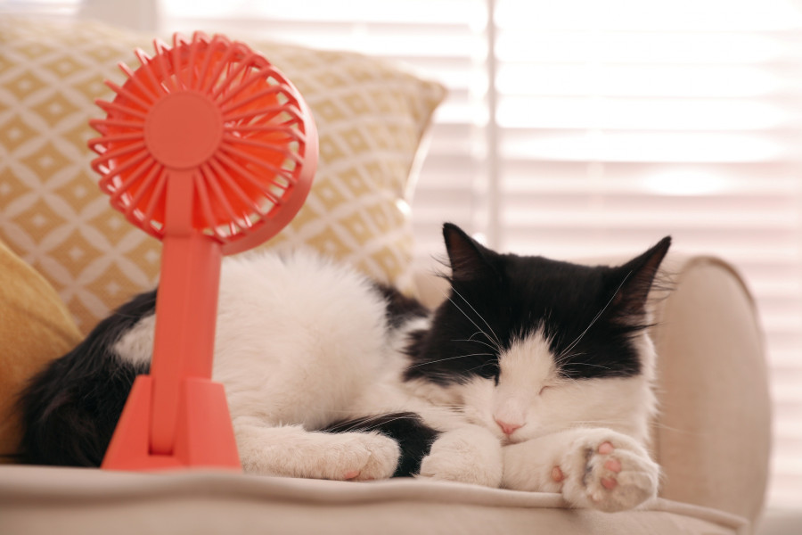 Cat Enjoying Air Flow From Fan On Sofa