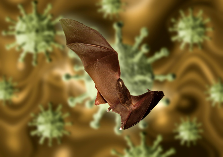Bat virus