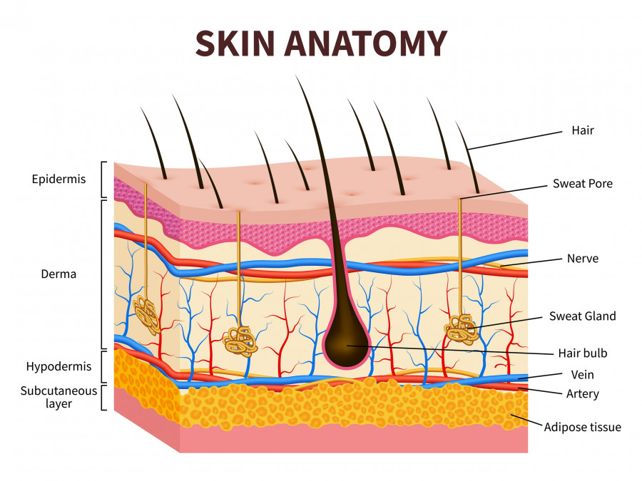 Human Skin