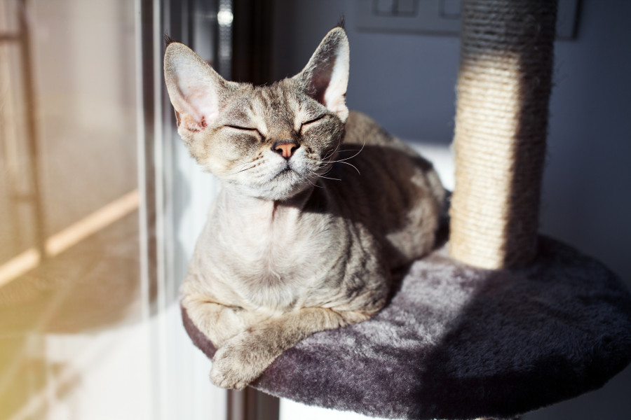 Cat sits in te sun with closed eyes and relaxing