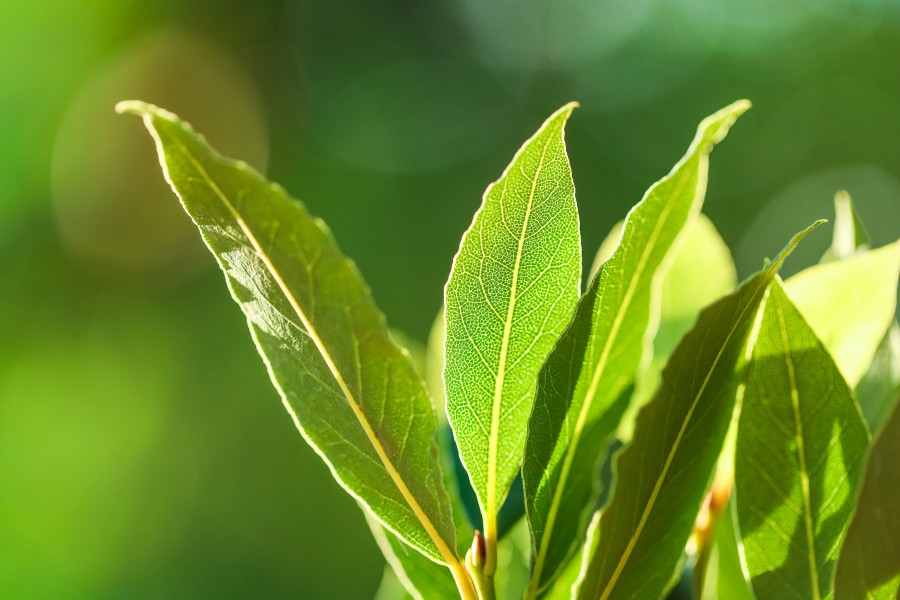 Bay Leaf