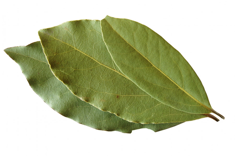 Bay Leaves Isolated