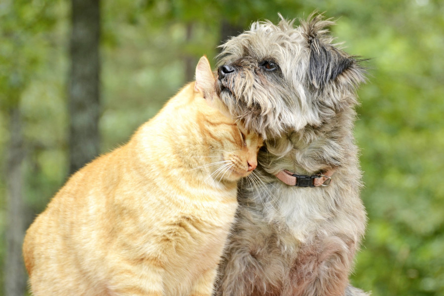 Cat and Dog Snuggle Closely in Forest