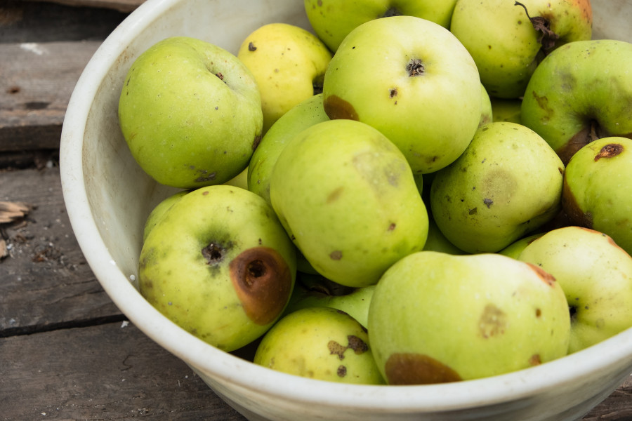 Rotten Green Apples Lie In A Bowl On The Old Boards