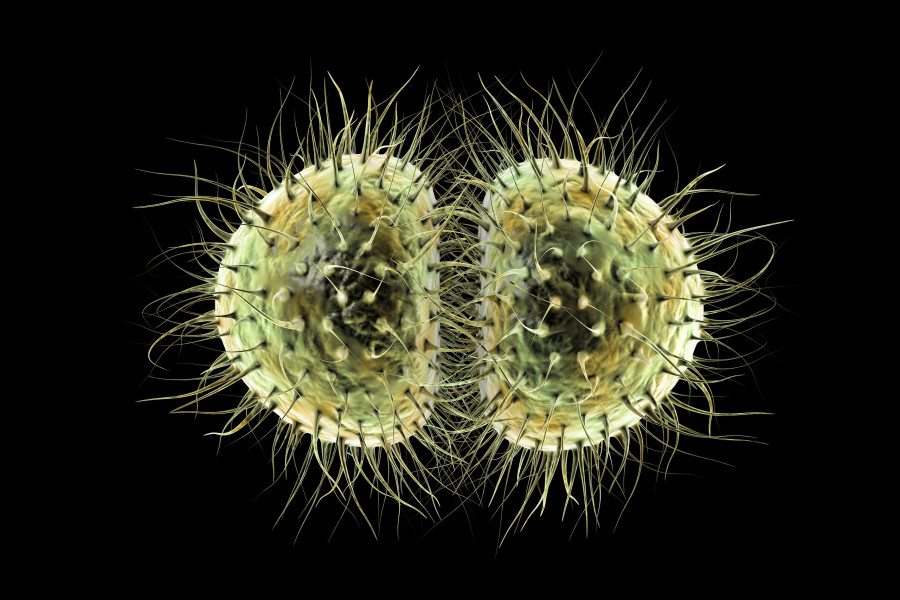 Bacteria Neisseria Meningitidis, Or Meningococcus