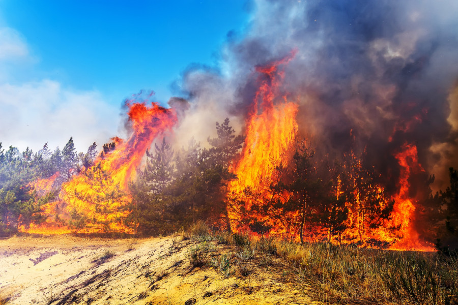 Forest fire