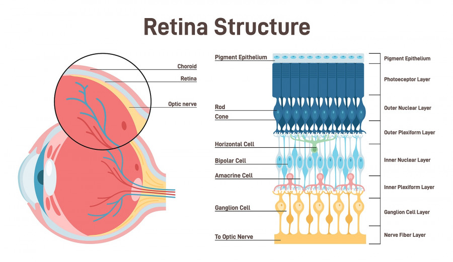 Eye Retina Anatomy