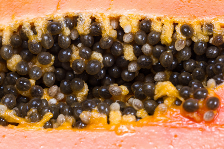 Papaya Seeds