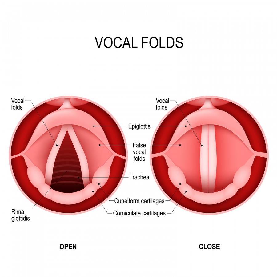 Vocal Folds. Human Voice. Vocal Cords