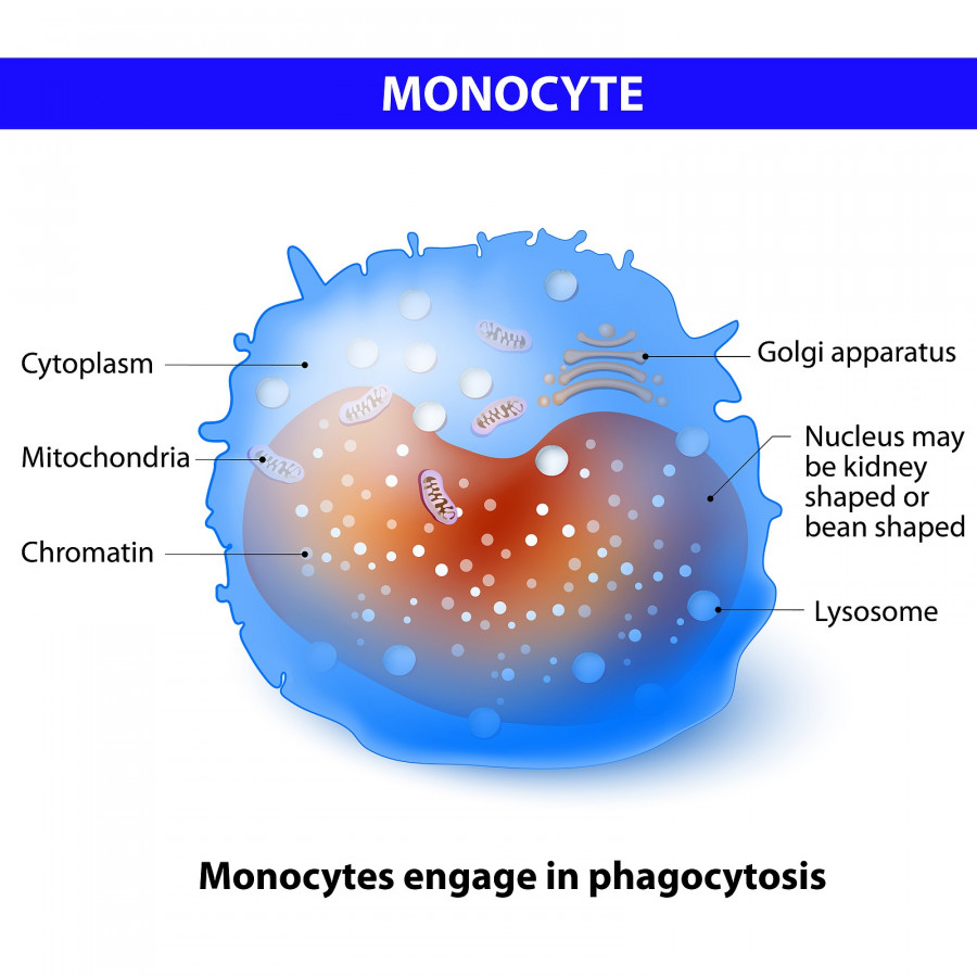 Monocyte