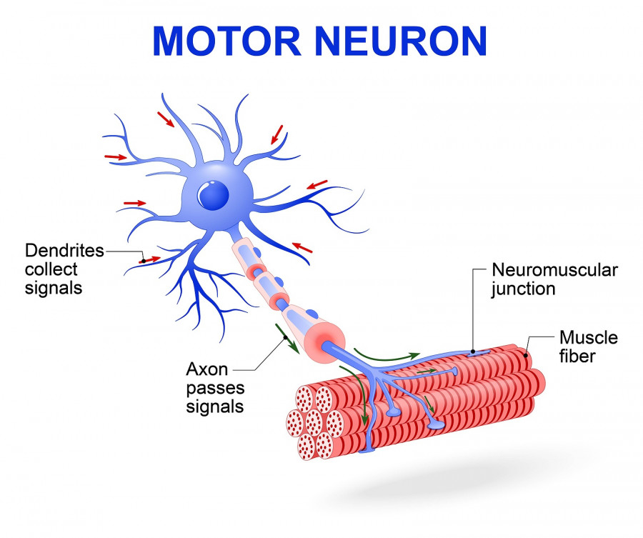 structure of motor neuron