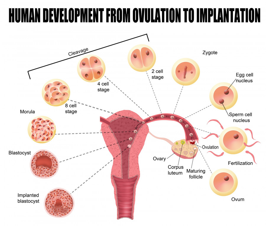 Human Development From Ovulation To Implantation