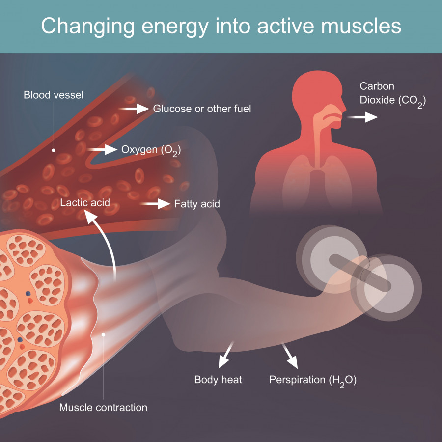 Energy Exercising  Muscles