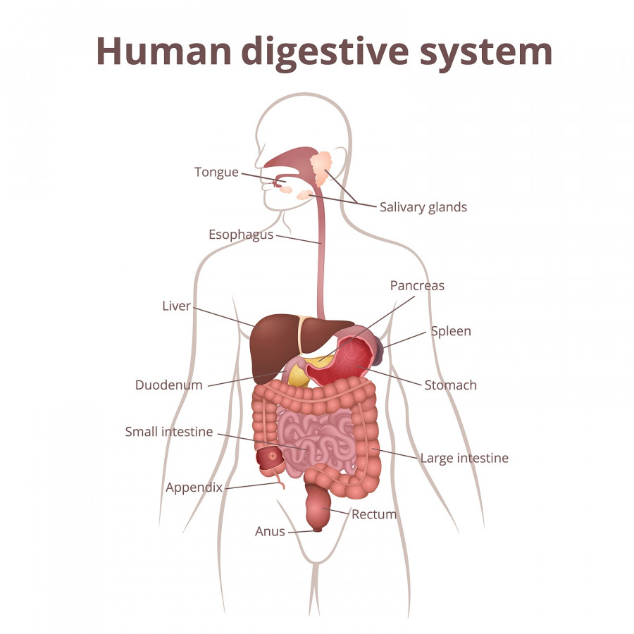 human digestive system
