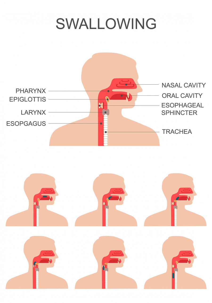 swallowing process
