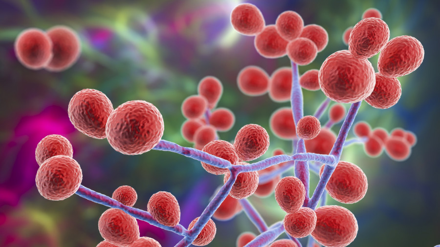 Candida Fungi