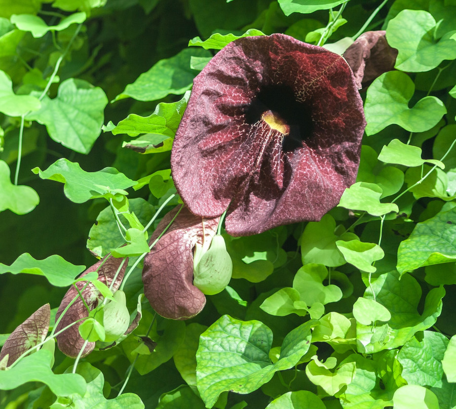 Aristolochia Macrophylla