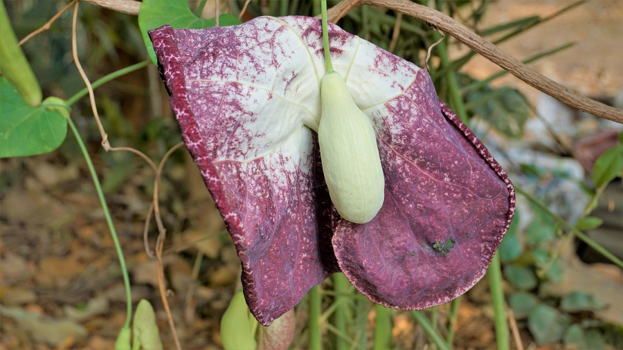 Aristolochia Littoralis