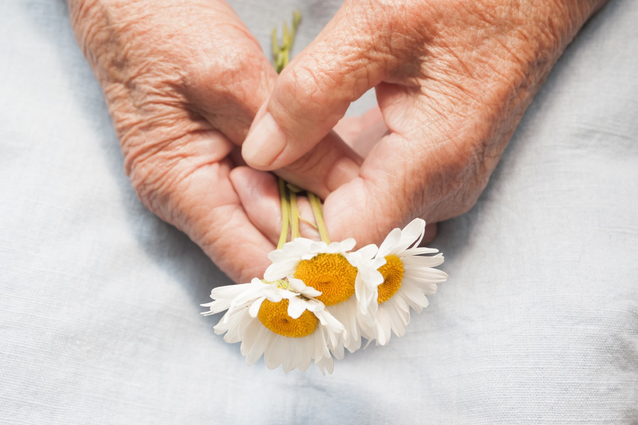 Hands Of An Old Woman Holding Daisy Flowers