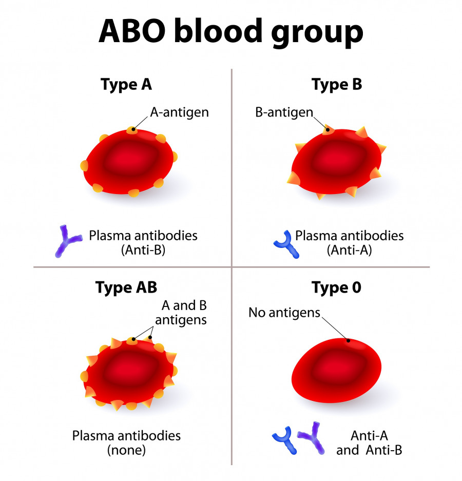 ABO Blood Groups blood types