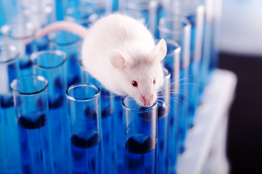 Mouse Animal Laboratory Mouse Lab