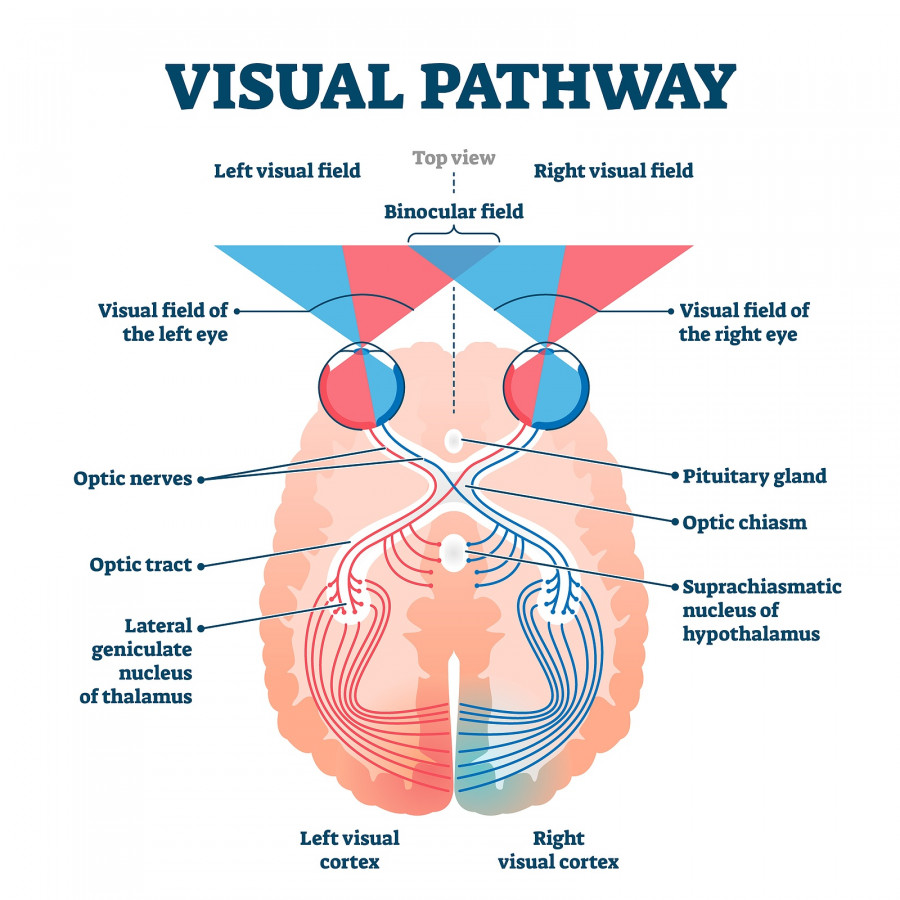 Visual Pathway human eye