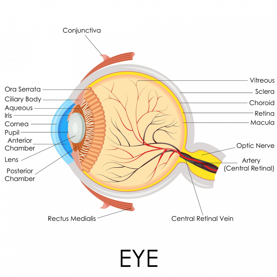 Human Eye Anatomy
