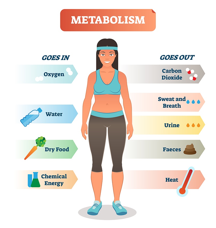 Metabolism