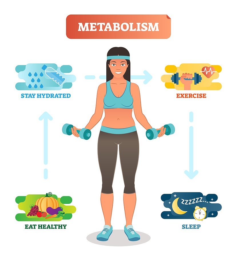 Metabolism