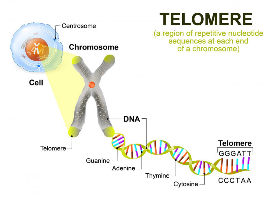 telomere