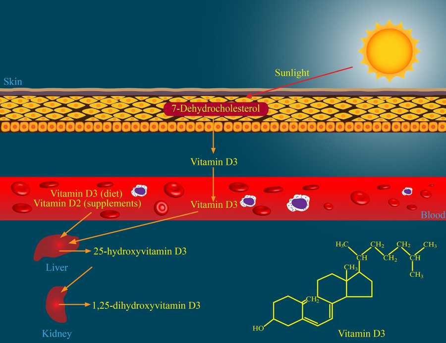 Vitamin D metabolism
