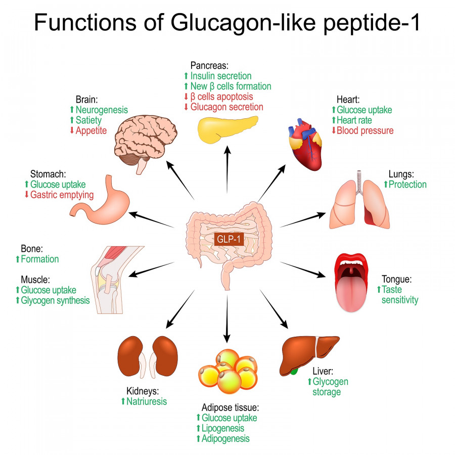 Functions Of Glucagon-like Peptide-1. Weight Loss. Glp-1