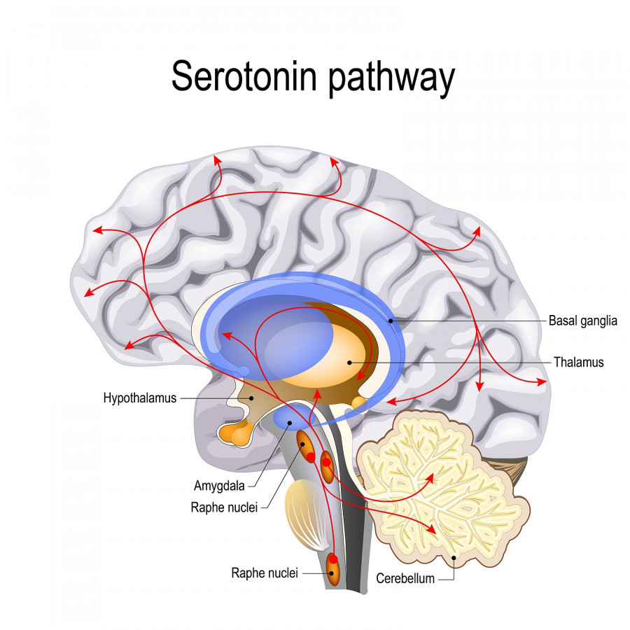 Serotonin Pathway