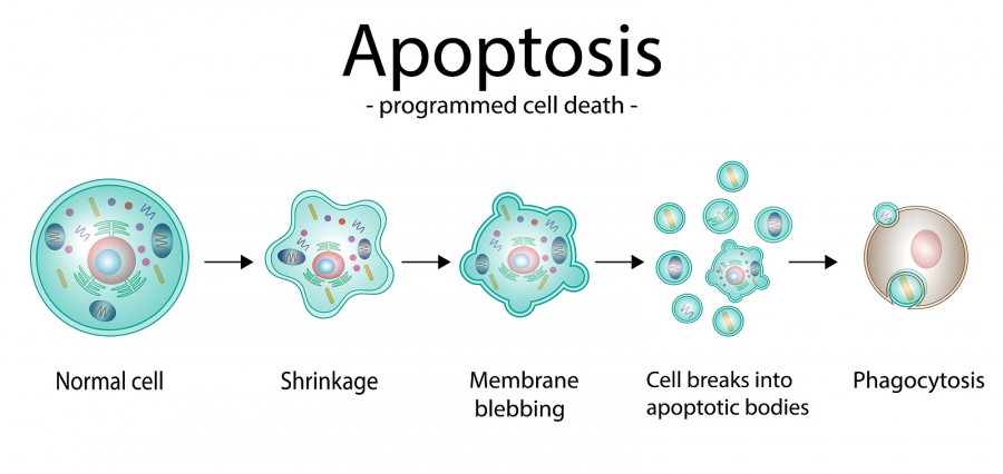 Apoptosis. Programmed Cell Death. Aging Process In Cells