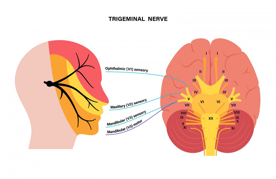 Trigeminal Nerve Diagram