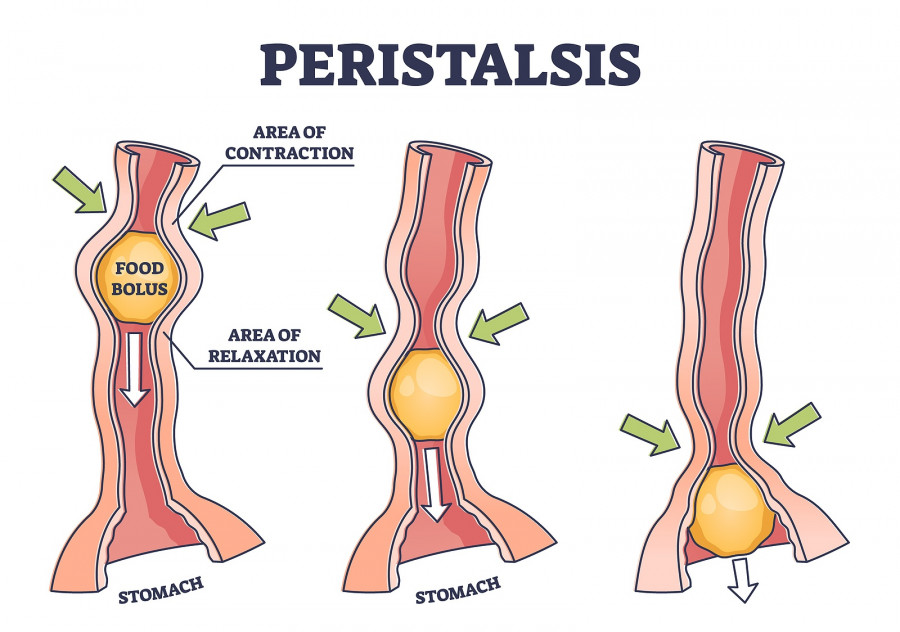 Peristalsis