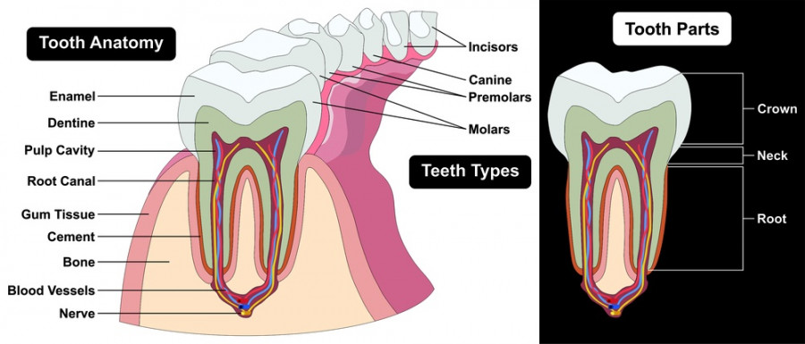 Human Tooth Cross Section anatomy