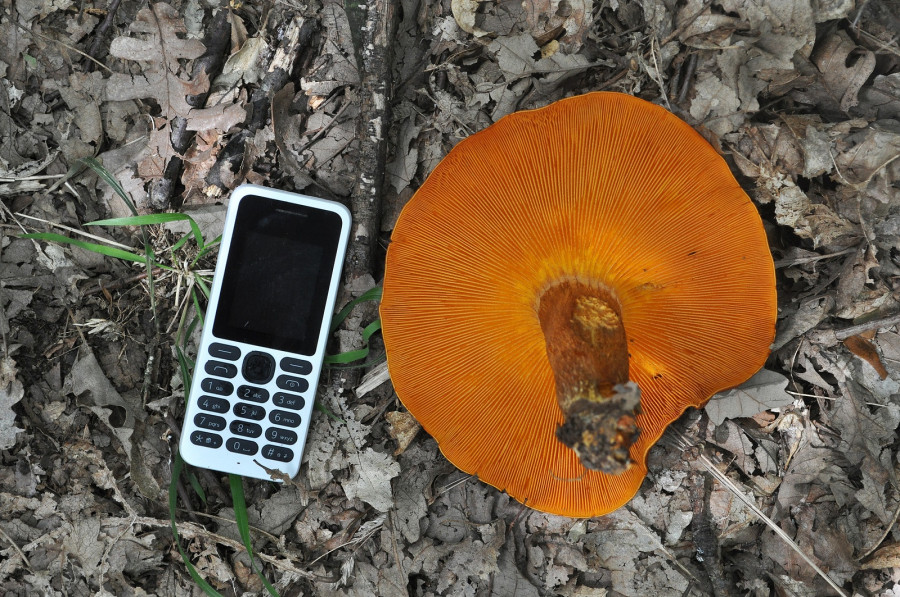 Jack-o'-lantern Mushroom