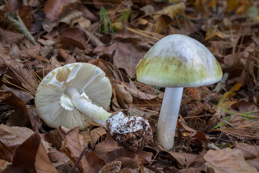 Amanita Phalloides Death Cap Mushrooms