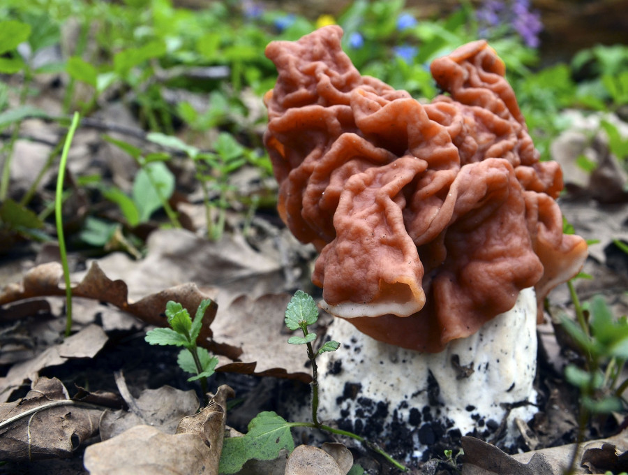 Gyromitra Esculenta (false Morel,calf Brain,bull Nose) Mushroom