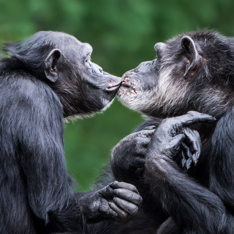 Chimpanzees Kissing