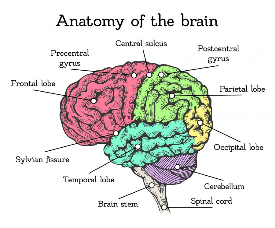 Brain Anatomy