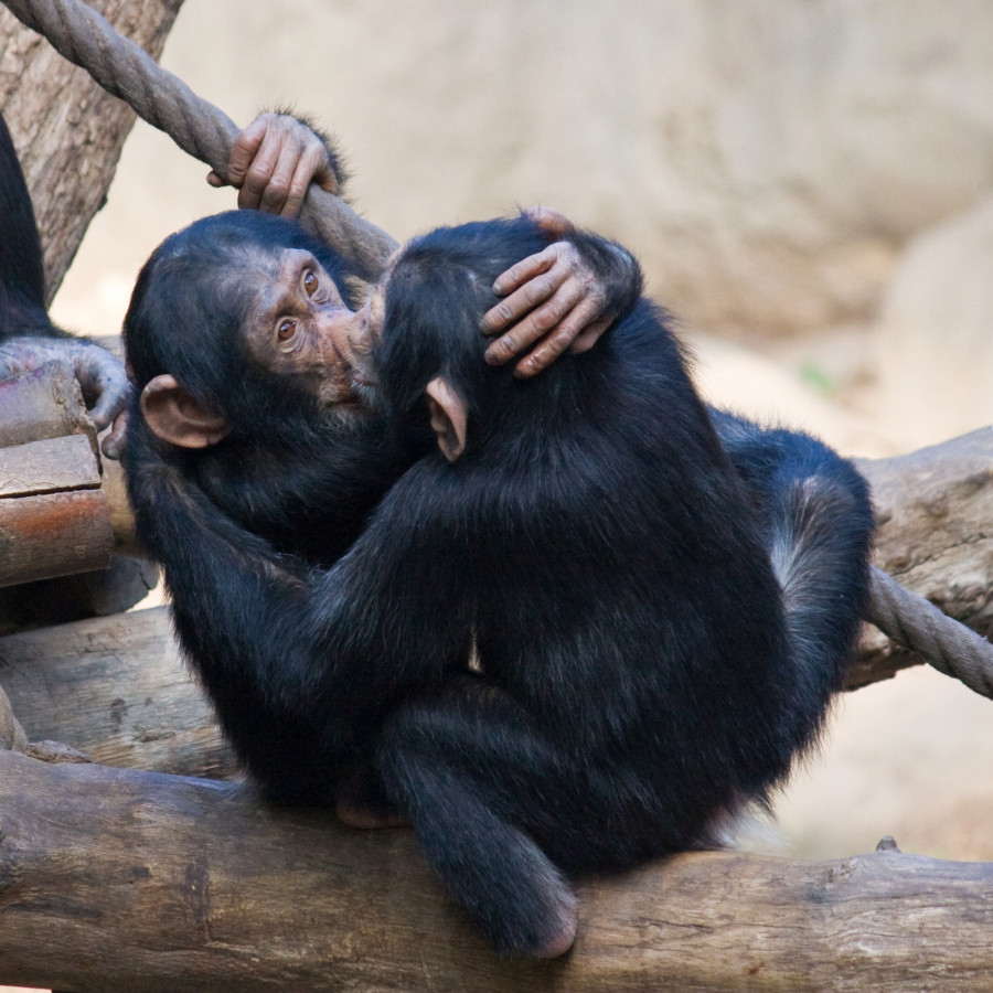 Two baby chimpanzees are kissing at the zoo