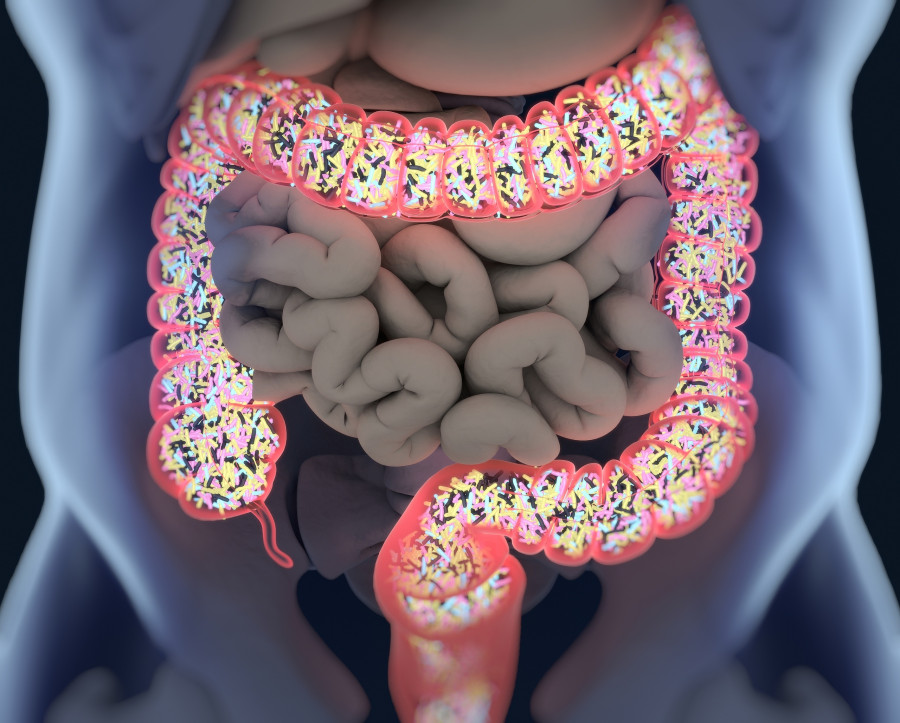Gut Bacteria, Microbiome. Large Intestine