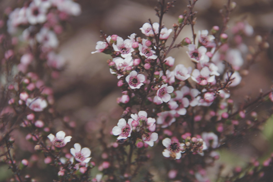 close up of manuka flower