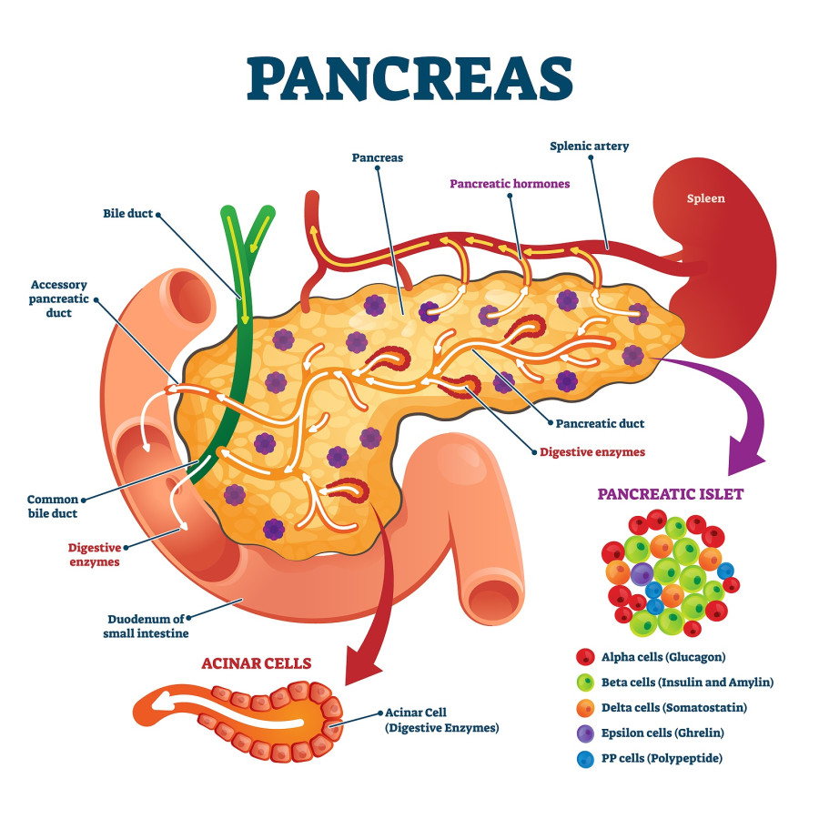 Pancreas Anatomical Cross Section Model