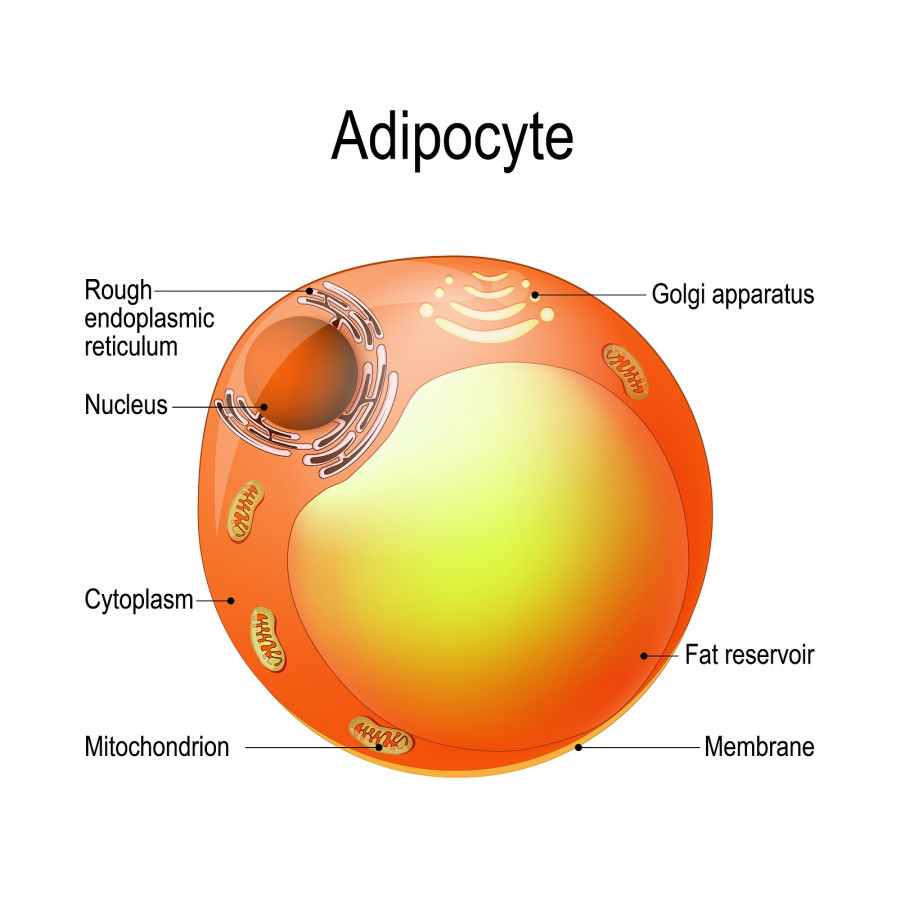 Adipocyte. Structure Of A Lipocyte. Fat Cell